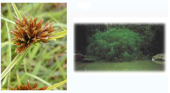 �鹡� �������͡�